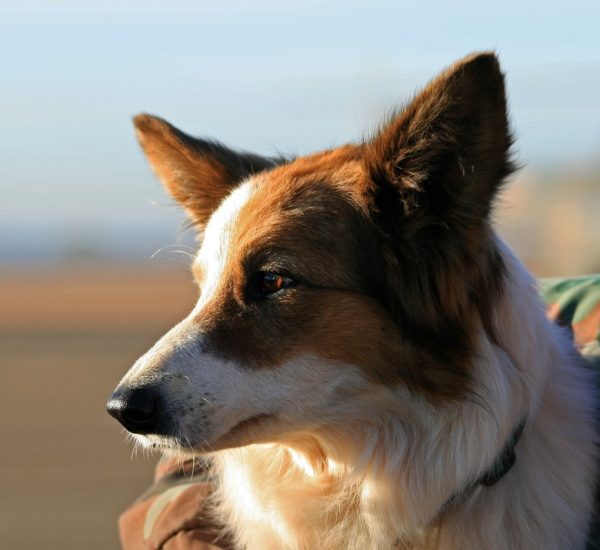 Bolu Temizlik Hizmeti Fiyatları