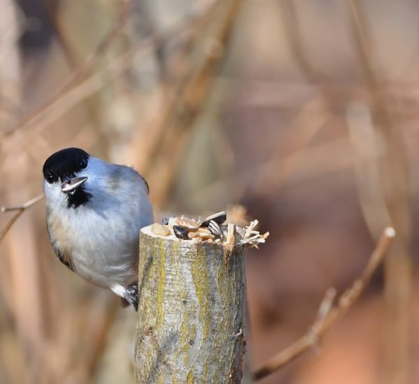 Bolu Temizlikçi Rehberi