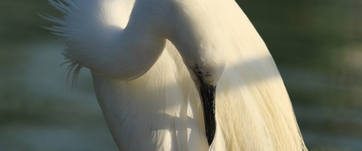 Burdur Günübirlik Temizlikçi
