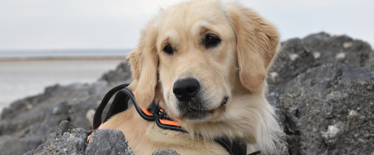 Denizli Temizlik Hizmetleri