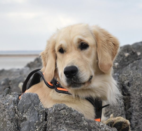 Denizli Temizlik Hizmetleri