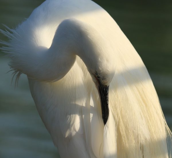 Denizli Temizlik Rezervasyonu